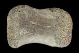 Hadrosaur Finger Bone - Alberta (Disposition #-) #95155-1